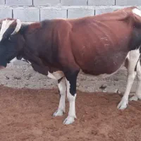 گاومحلی شیرده آرام،|حیوانات مزرعه|مراوه, |دیوار