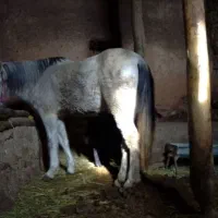 اسب ابستن|اسب و تجهیزات اسب‌سواری|تخت سلیمان, |دیوار