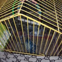 عروس.کوتوله.فنچ|پرنده|شیروان (خراسان), |دیوار