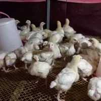 جوجه یکروزه/مرغ گوشتی راس/ گلپا اصلاح نژاد /بیوتی۶