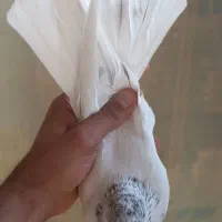 کفتر تهرانی نر و ماده کله ای پرشی|پرنده|برخوار, |دیوار