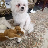 سگ نر مالتیز|سگ|تبریز, |دیوار