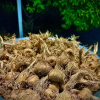 فروش پیاز زعفران تازه و درجه یک