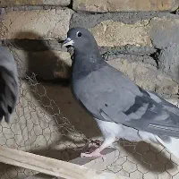 بوم کبوتر فروشی|پرنده|اصفهان, زهران|دیوار