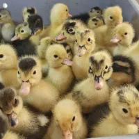 جوجه اردک  محلی  و جوجه مرغ|حیوانات مزرعه|رشت, باهنر|دیوار