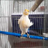 قناری موزاییکی خوشرنگ|پرنده|خواف, |دیوار