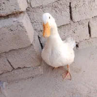 اردک