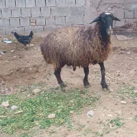 با سلام خدمت عشق بازن دامدار|حیوانات مزرعه|گتوند, |دیوار