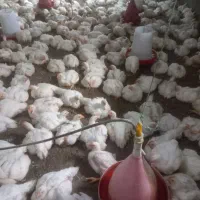 مرغ گوشتی کاملا ارگانیک