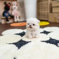 سگ جیبی /// پامرانین خرسی عروسکی توی پودل شیتزوفلت|سگ|سنندج, |دیوار