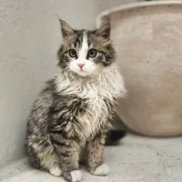 واگذاری گربه DLH واکسن زده