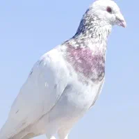 کبوتر زده خوردی