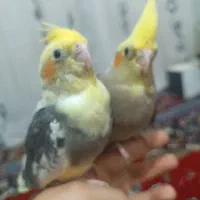 جوجه عروس هلندی