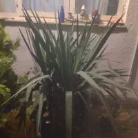 گل و گیاه تزیینی|گل و گیاه طبیعی|کرج, کیانمهر|دیوار