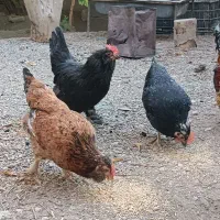خروس چهل تاج طوسی طلایی|حیوانات مزرعه|اصفهان, باغ فردوس|دیوار