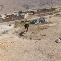 اسب نر نجیب ورام|اسب و تجهیزات اسبسواری|بیضا, |دیوار