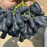 نهال انگور موندراپ