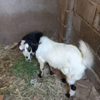 دو عدد کهره نر بفروش می رسد جهت اطلاع از قیمت|حیوانات مزرعه|بندر دیر, |دیوار