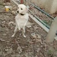 سگ‌پاکوتاه‌ماده|سگ|هشتگرد, تهران دشت|دیوار