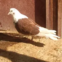 یه جفت کبوتر دوکت نرو ماده