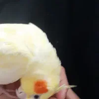 عروس هلندی|پرنده|زنجان, |دیوار