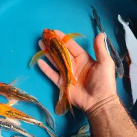 9عدد ماهی کوی سوپر باله|ماهی|خمینیشهر, |دیوار