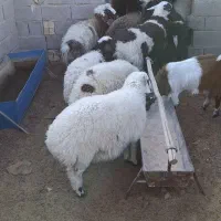 بره چاق 50کیلو