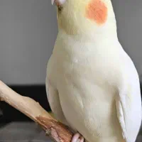 پرنده پیدا شده در شهرری