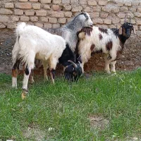 3عددبزغاله چاق خمیر2تانر1ماده باشماره زیرتماس بگیر|حیوانات مزرعه|سیجوال, |دیوار