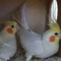 عروس هلندی نر آماده و ماده آماده برای پا جفت