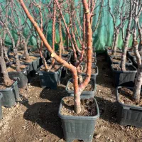 درخت پیوندی  ۴ الی ۷ ساله میوه جعبه ای