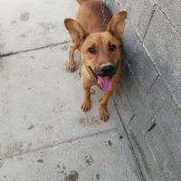 سگ ژرمن مالینویز|سگ|شیراز, بید زرد|دیوار