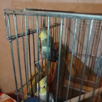 عروس هلندی ،مرغ عشق جفت|پرنده|ساوه, |دیوار