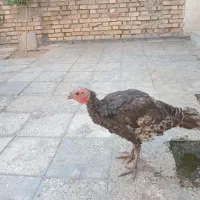 فروش بوقلمون ۴ ماه