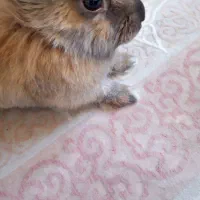 خرگوش|موش و خرگوش|مشهد, محمدآباد|دیوار