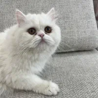 گربه ماده پرشین عروسکی ( دال فیس )