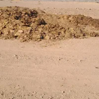 پگر گوسفندی|خدمات باغبانی و درختکاری|ساوه, |دیوار