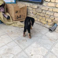 بره شیری|حیوانات مزرعه|کازرون, |دیوار