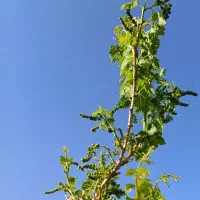 فروش و پیش فروش نهال انگور