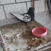 کفتر سینه سیاه نر دوکت سفید پسکنت بالا