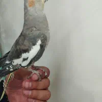 عروس هلندی رام دستی