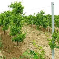 باغچه تاکستان