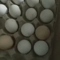 تخم نطفه دار گلین لری