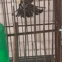 جوجه سره رسمی ودورگ وسره قناری جوجه نر