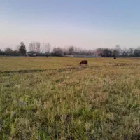 خر...جوون وسالم|حیوانات مزرعه|لشت نشا, |دیوار