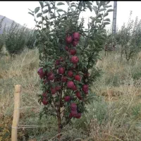 انواع نهال سیب و هلو و گردو موجود در نهالستان