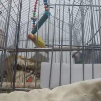 طوطی برزیلی