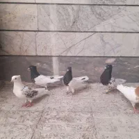 کفتر رنگی