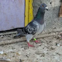 پلاکی نر|پرنده|بوشهر, |دیوار