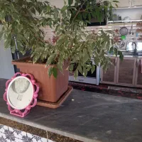 گل بنجامین